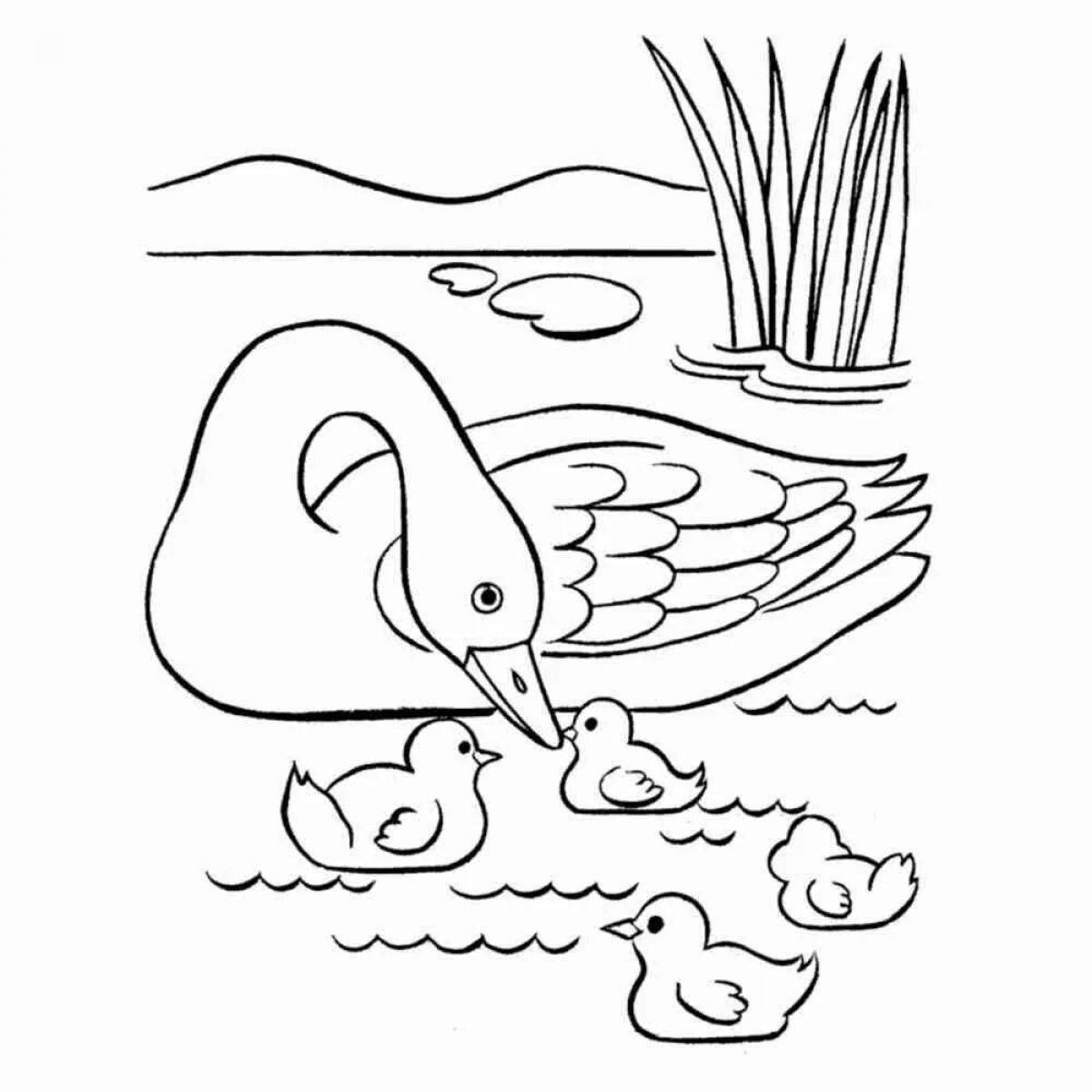Colourful coloring swan lake for the little ones