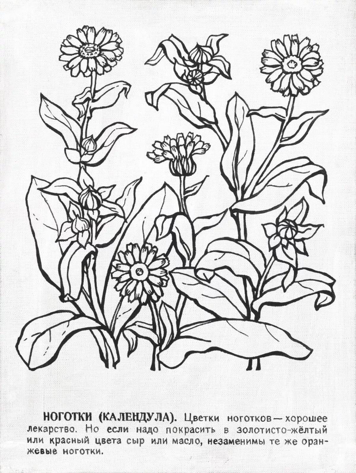 Colorful medicinal plants coloring pages for preschoolers