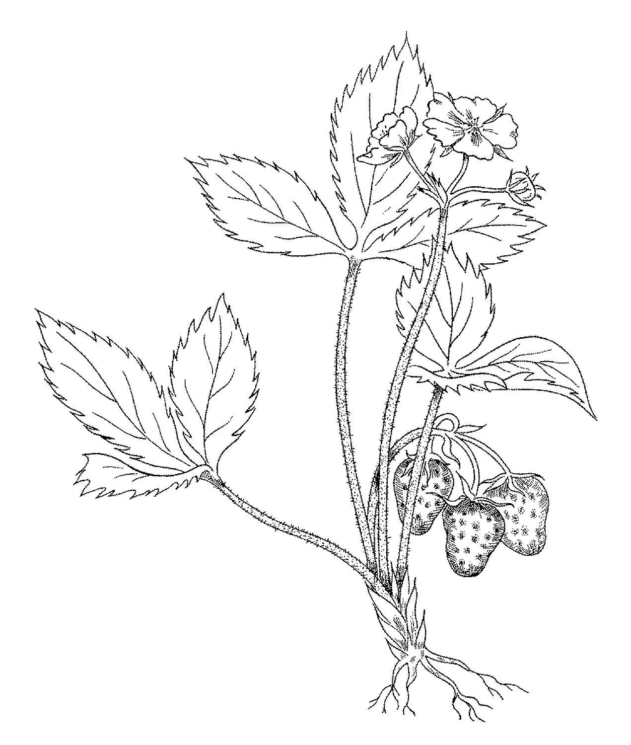 Coloring book for preschoolers with joyful medicinal plants