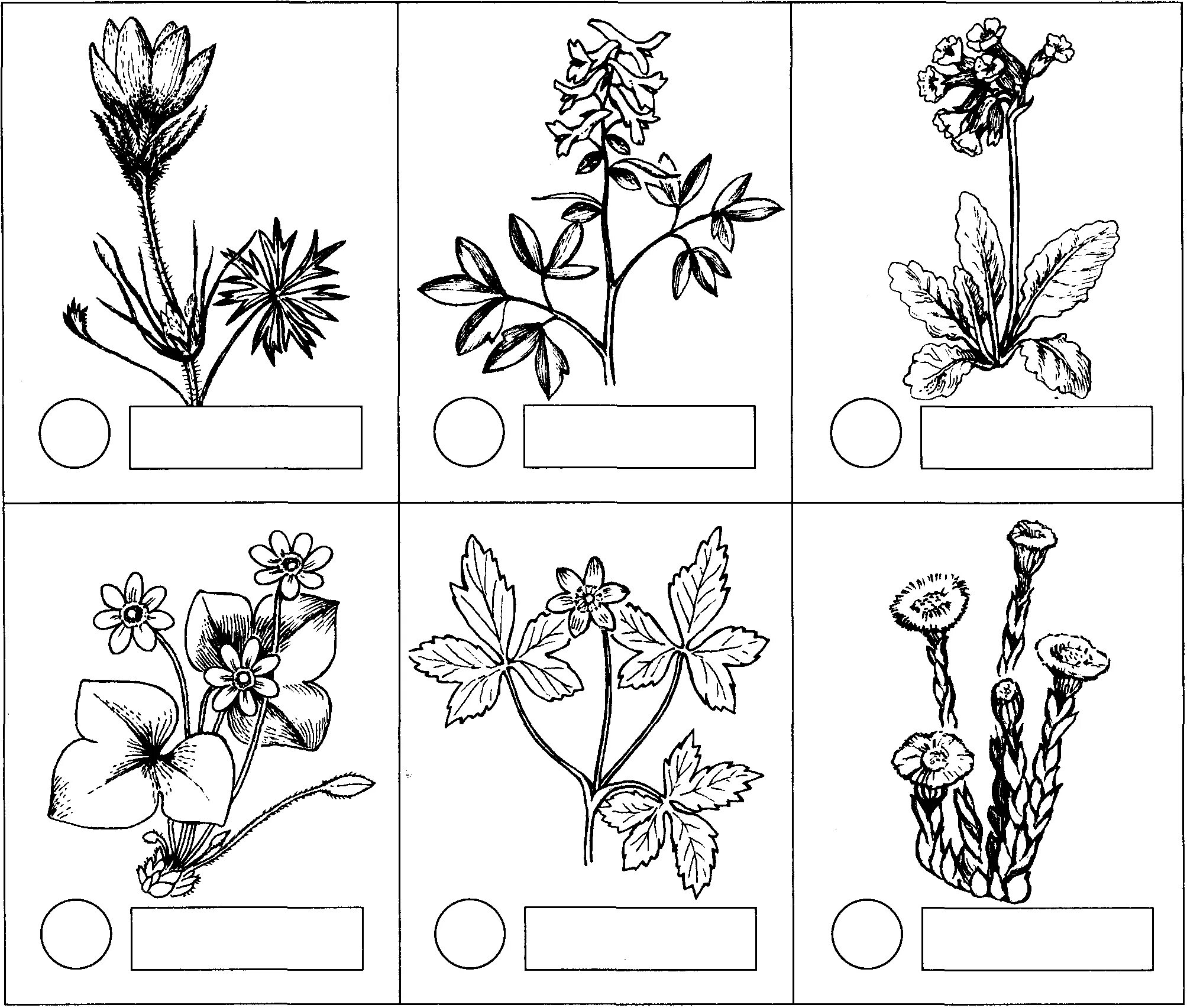 Playful coloring of medicinal plants for preschoolers