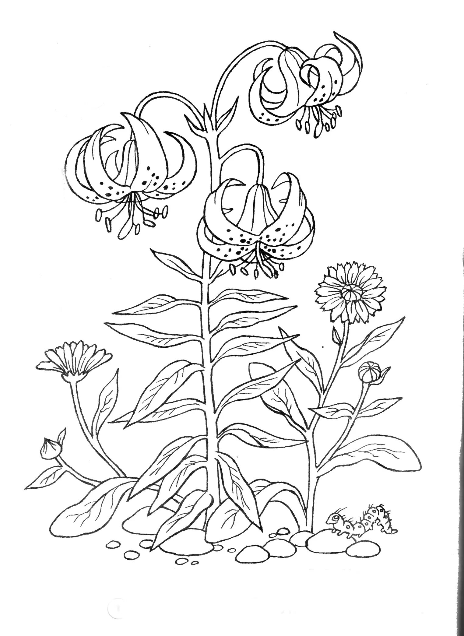 Fun coloring pages with medicinal plants for preschoolers