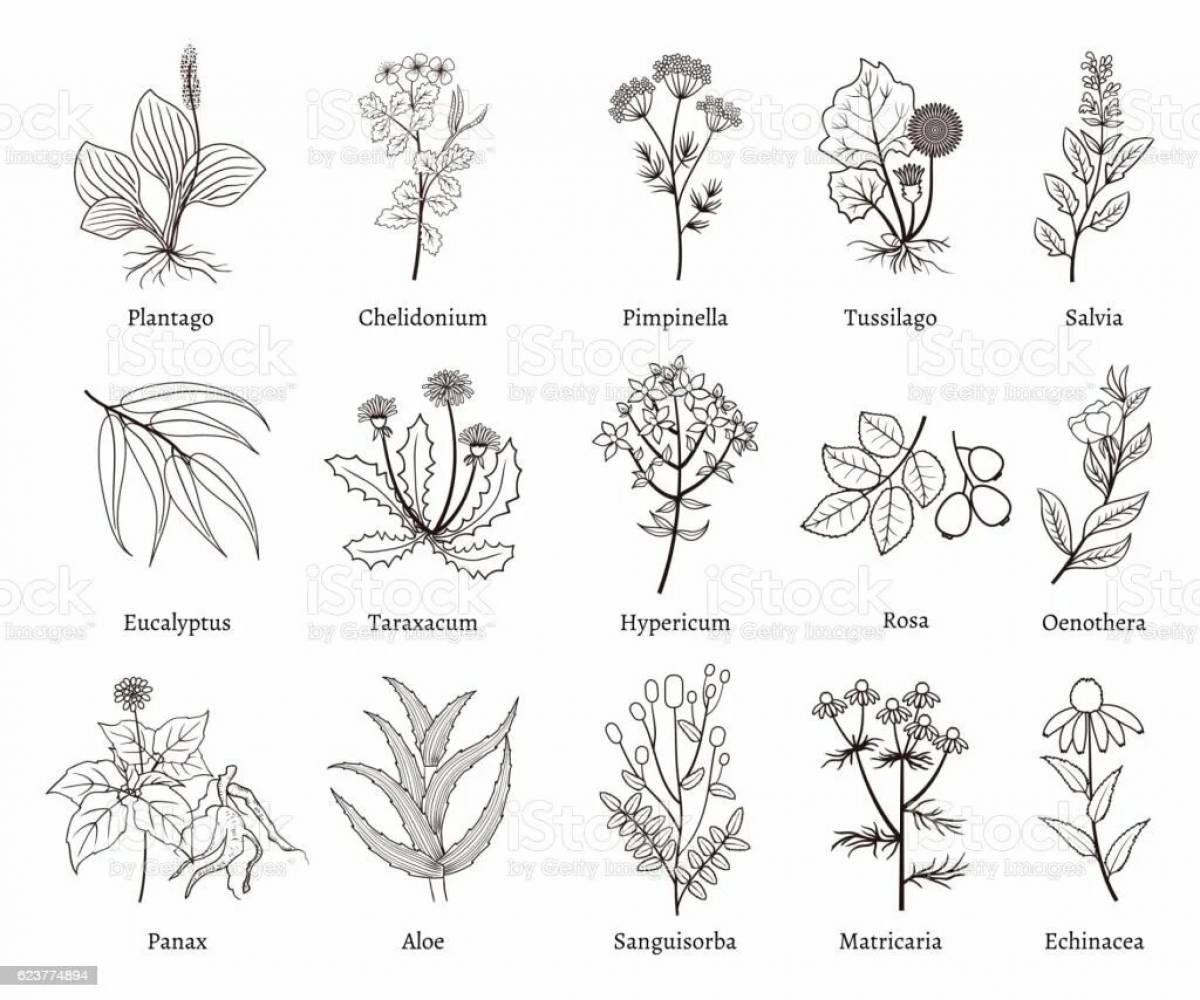 Coloring book magical medicinal plants for preschoolers