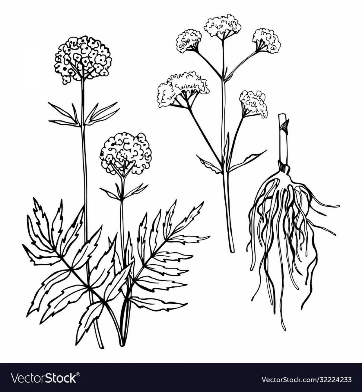 Inspiring coloring book for medicinal plants for preschoolers