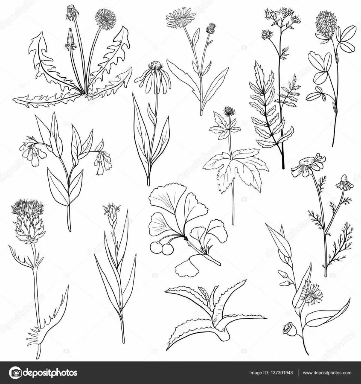Informative coloring book medicinal plants for preschoolers