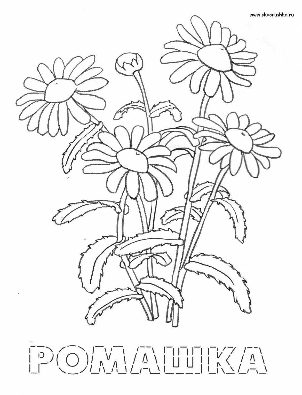 Authentic medicinal plants coloring book for preschoolers