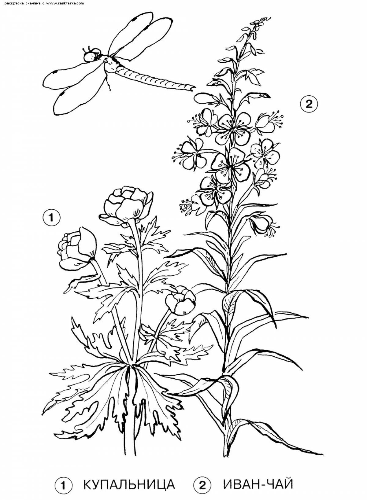 Coloring book bold medicinal plants for preschoolers