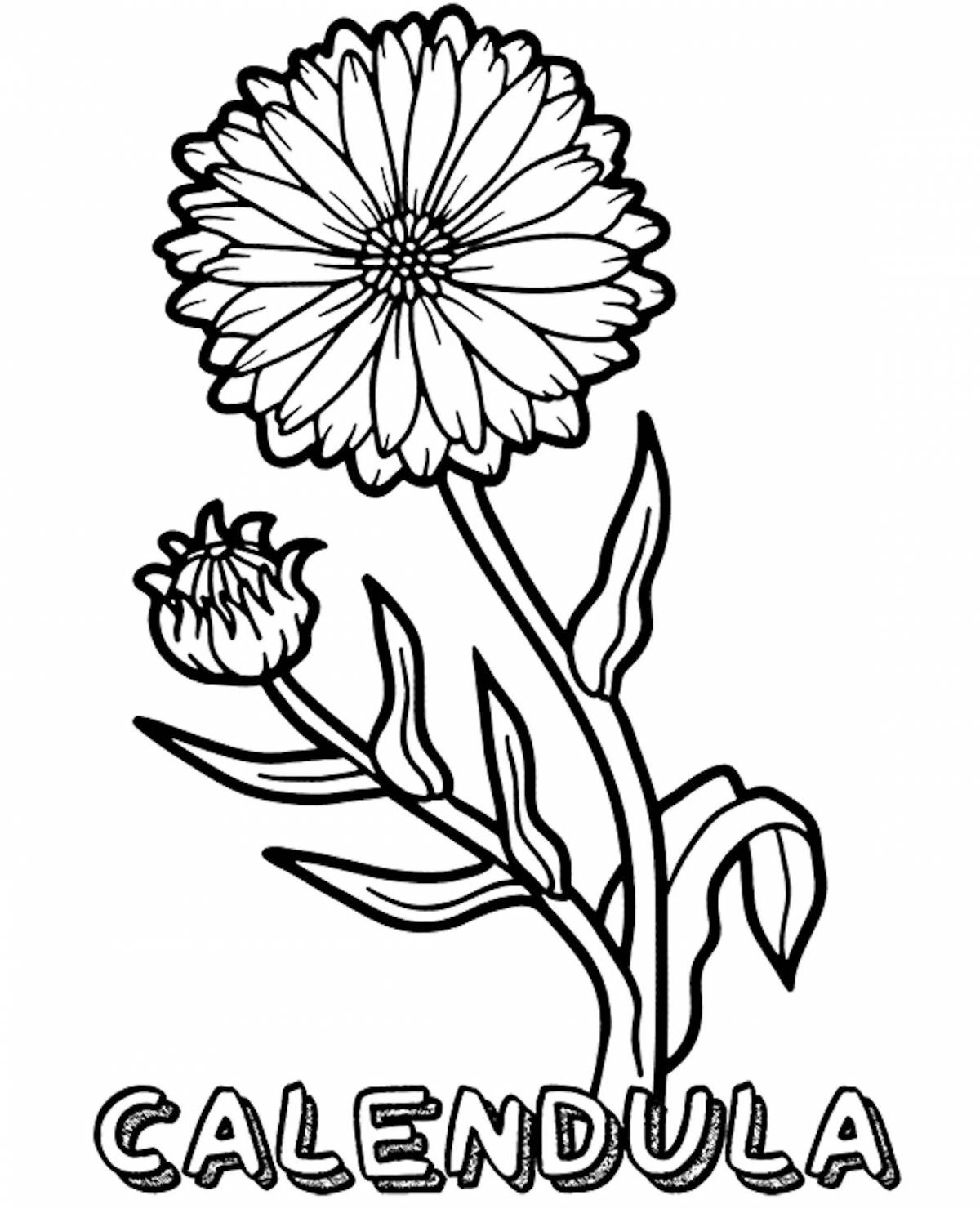 Coloring book sweet medicinal plants for preschoolers