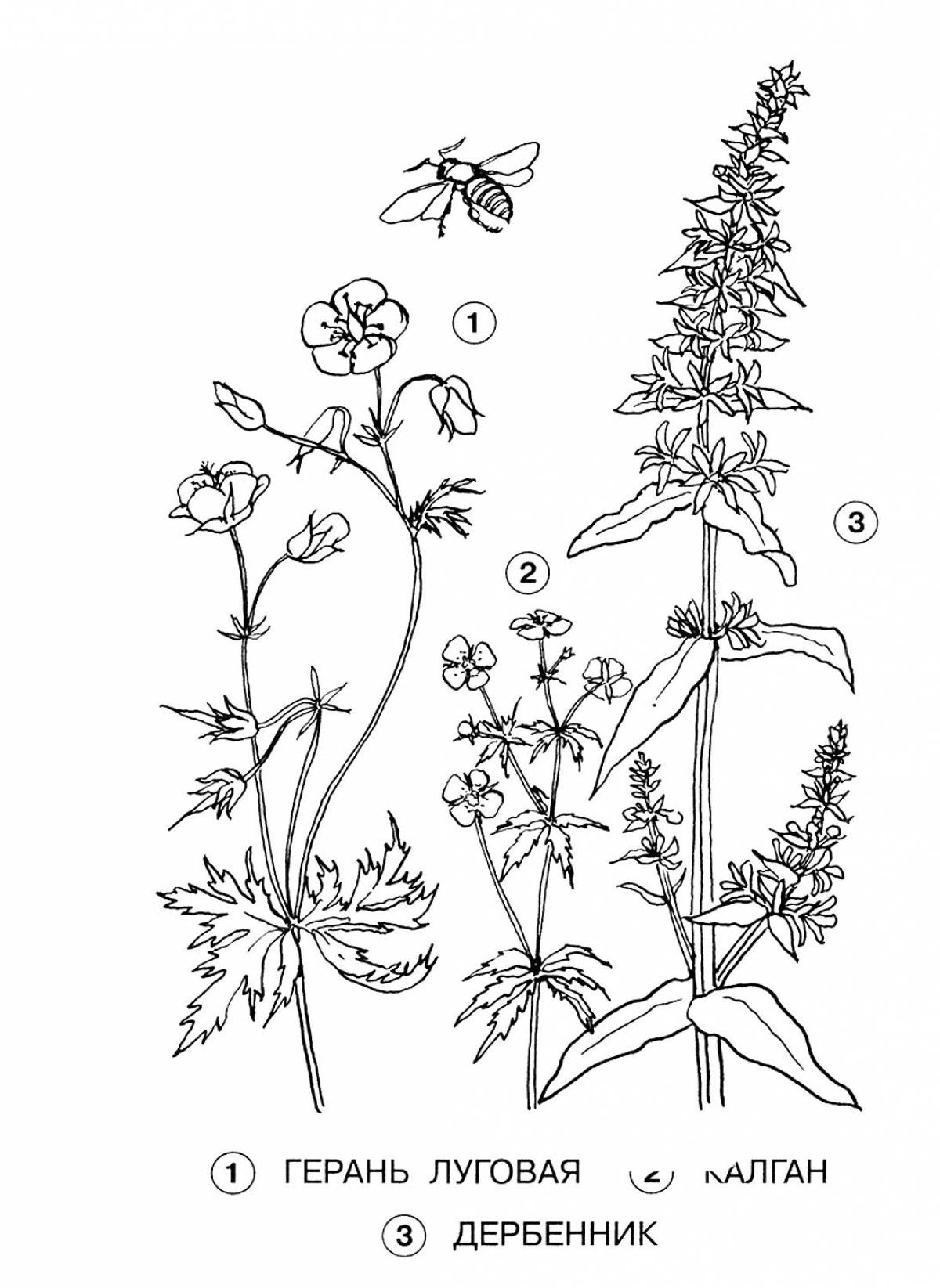 Humorous coloring pages with medicinal plants for preschoolers