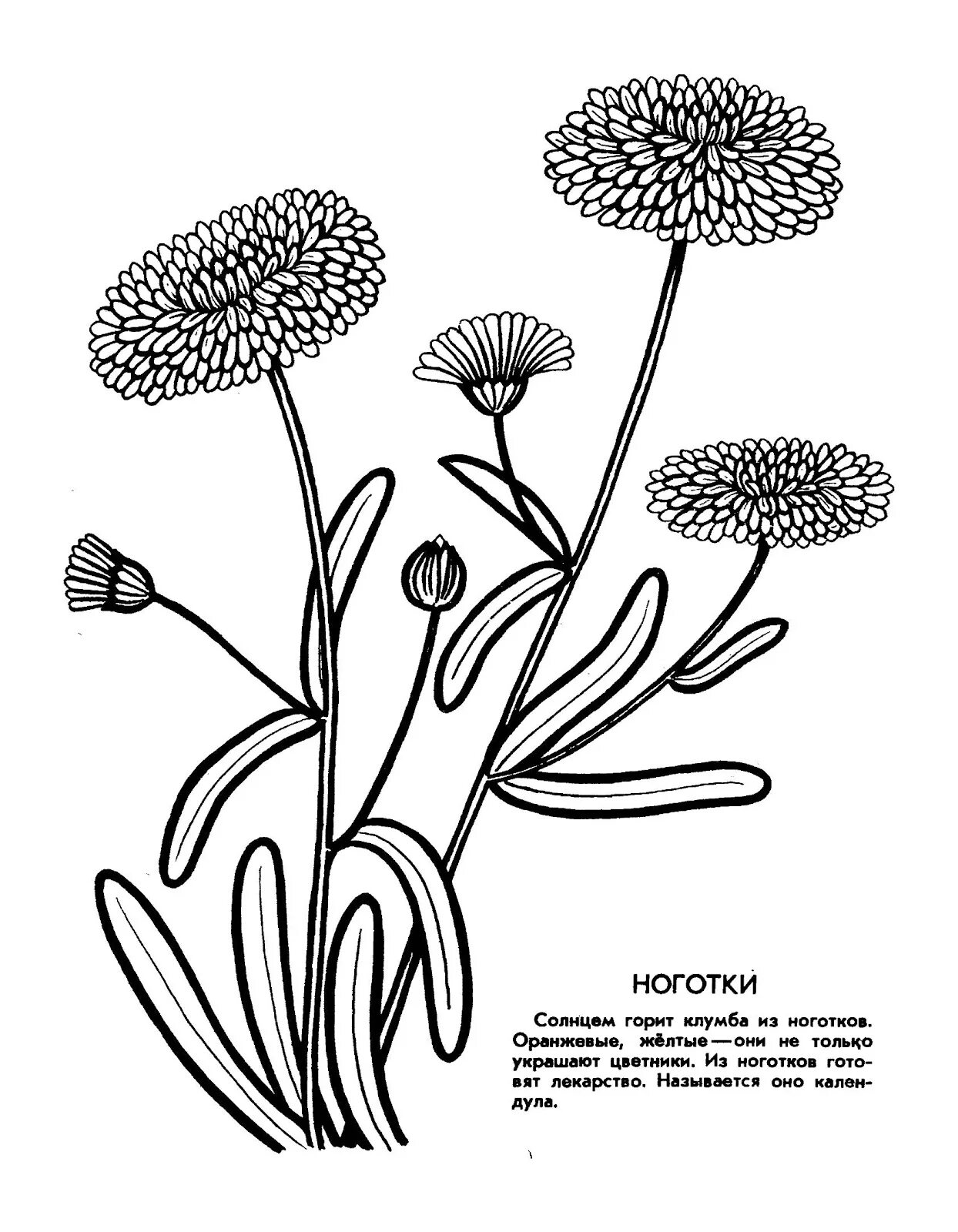 Fancy medicinal plants coloring book for preschoolers