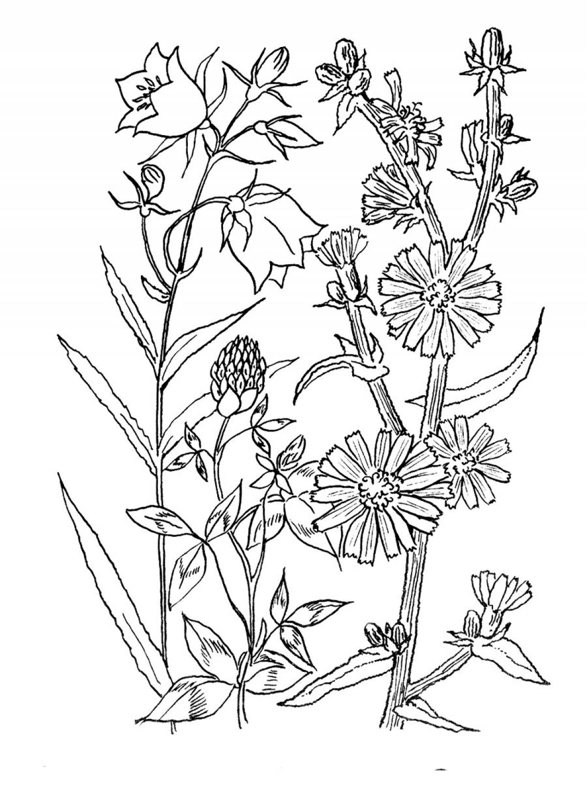 Preschool medicinal plants #1