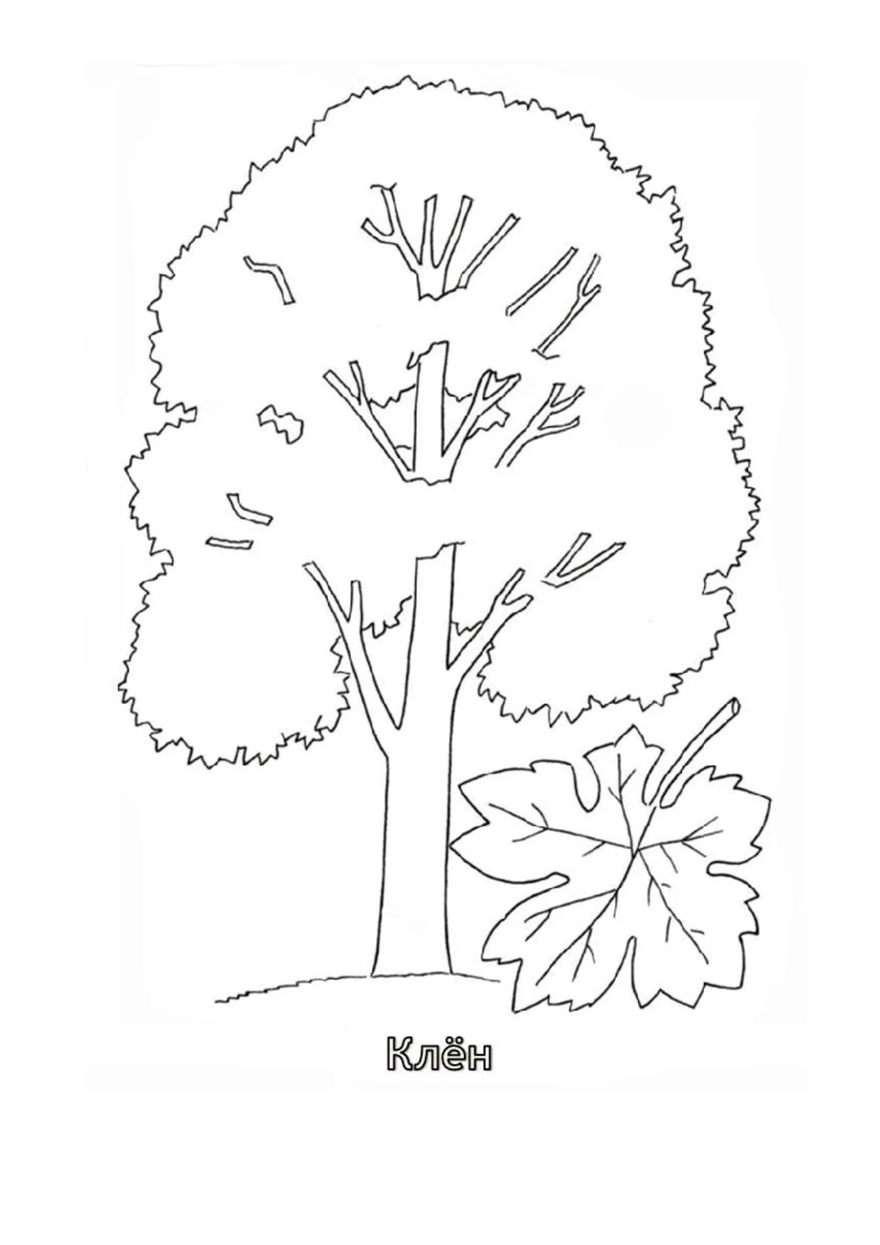 Coloring book elegant mountain ash for children