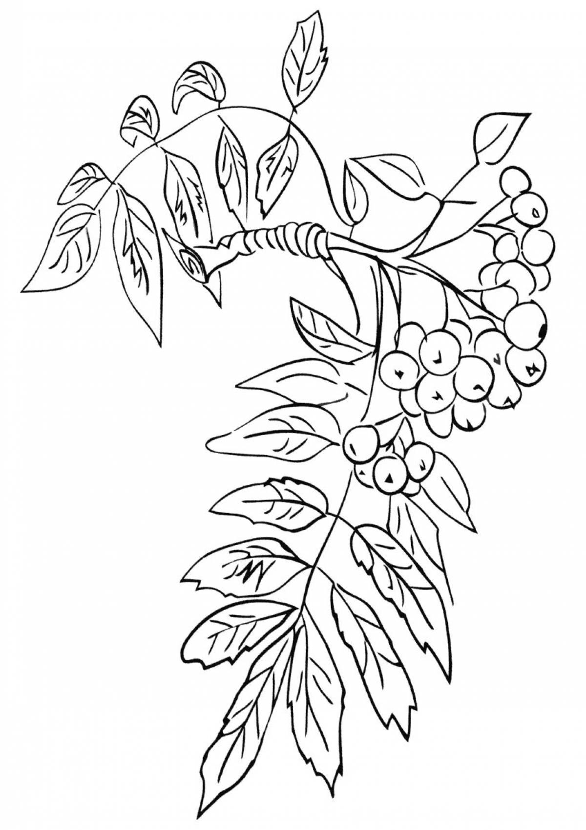 Living mountain ash coloring for children