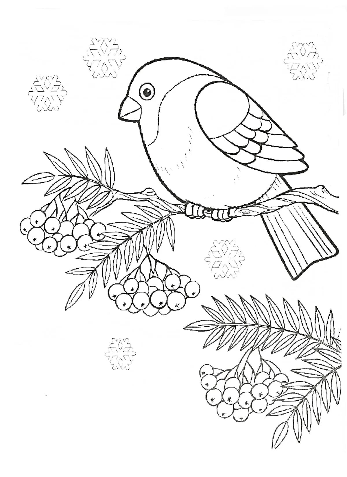 Bullfinch template for kids #4