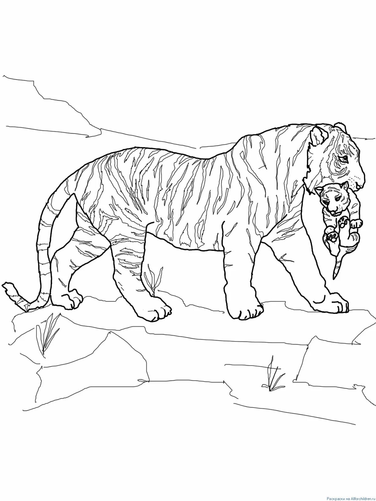 Привлекательная раскраска амурского тигра