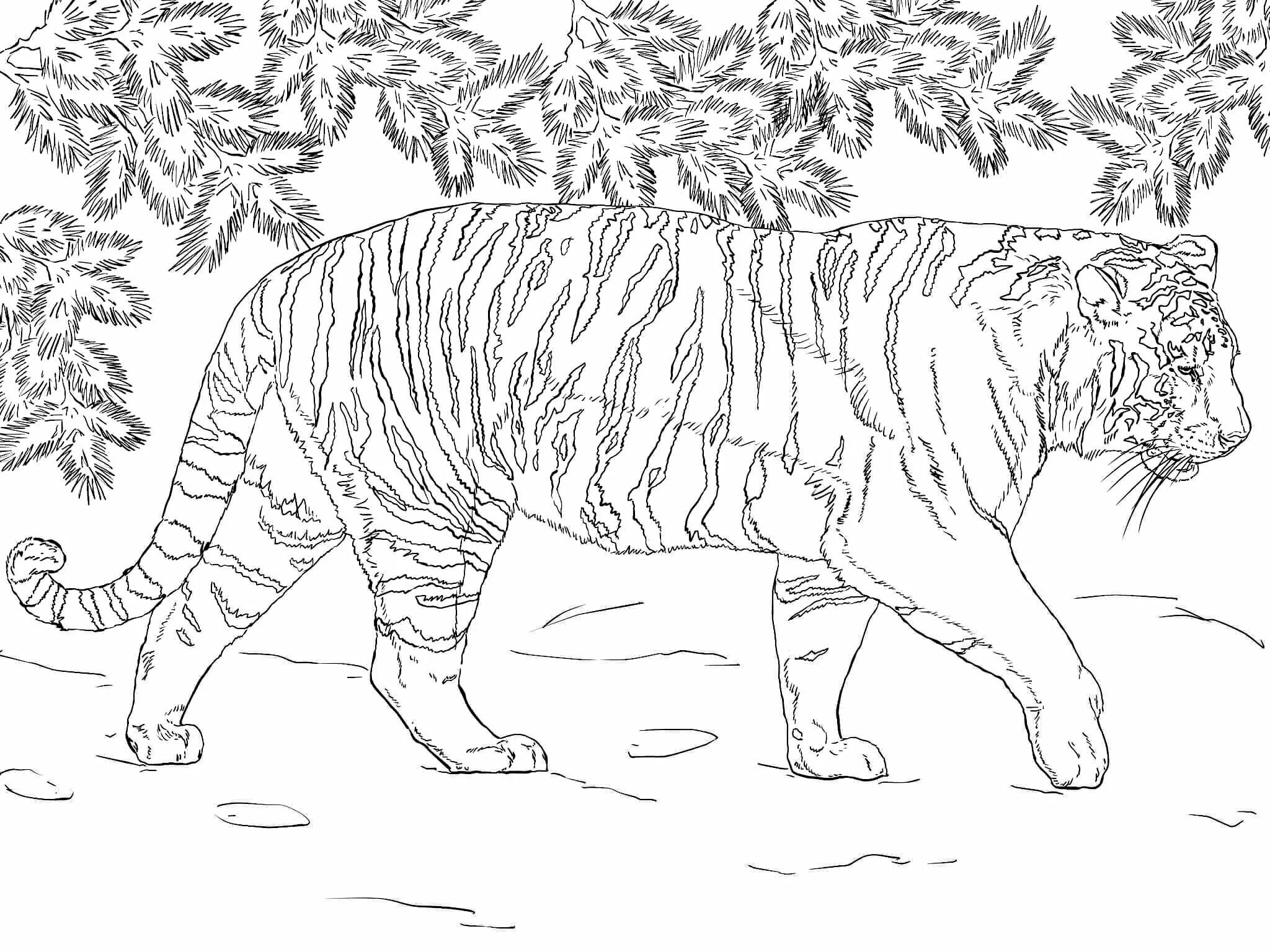 Креативная раскраска амурский тигр