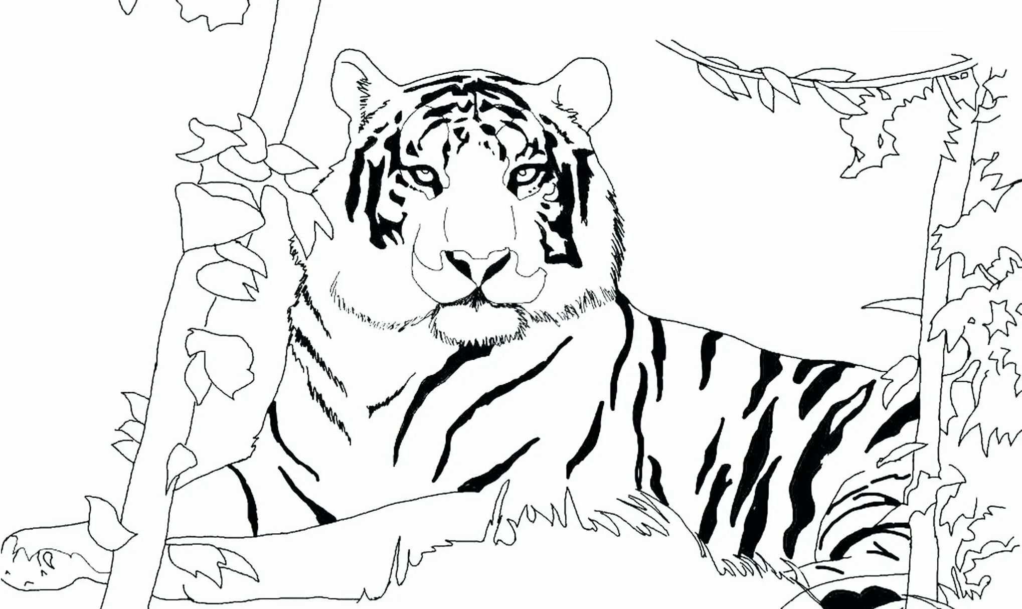 Amur tiger funny coloring book