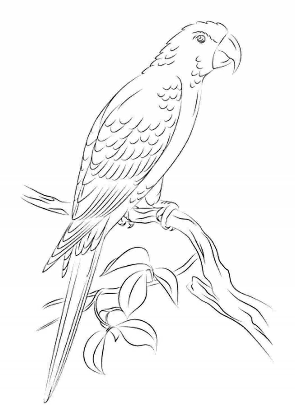 Coloring book playful macaw parrot for kids