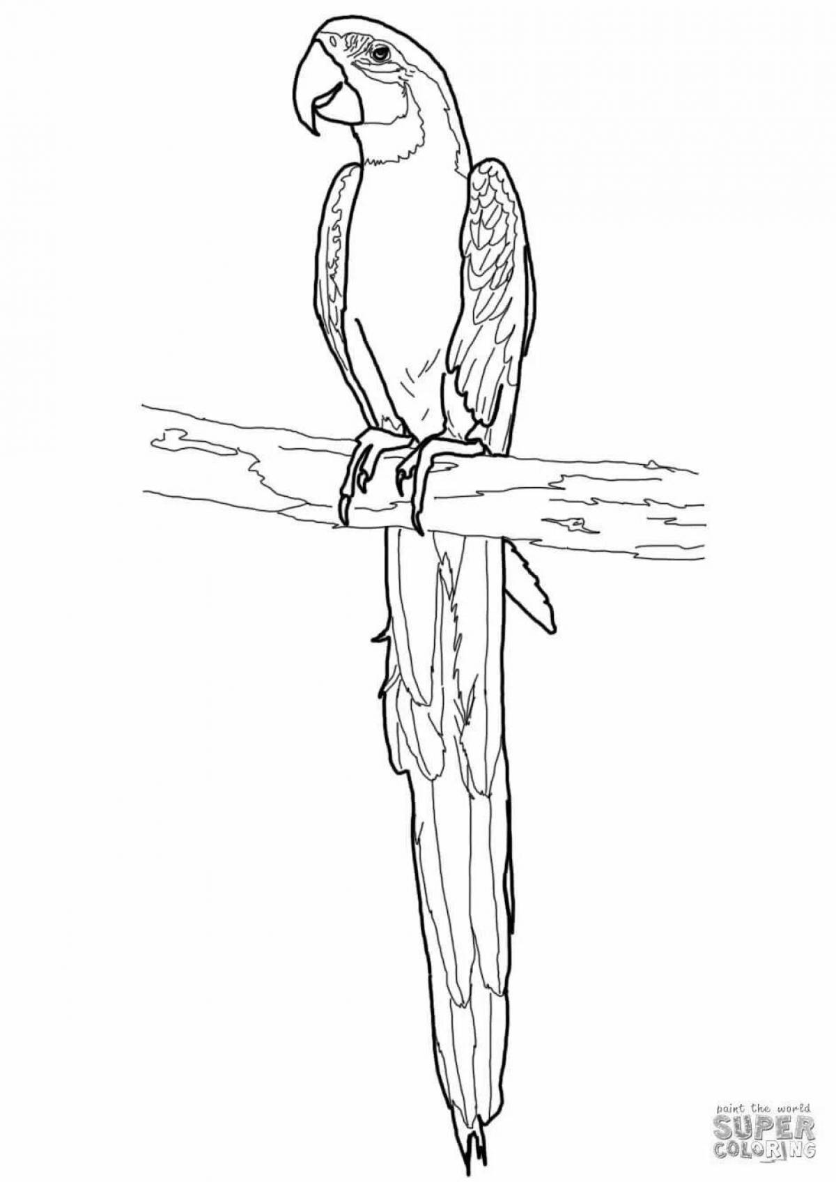 Exquisite macaw parrot coloring book for kids