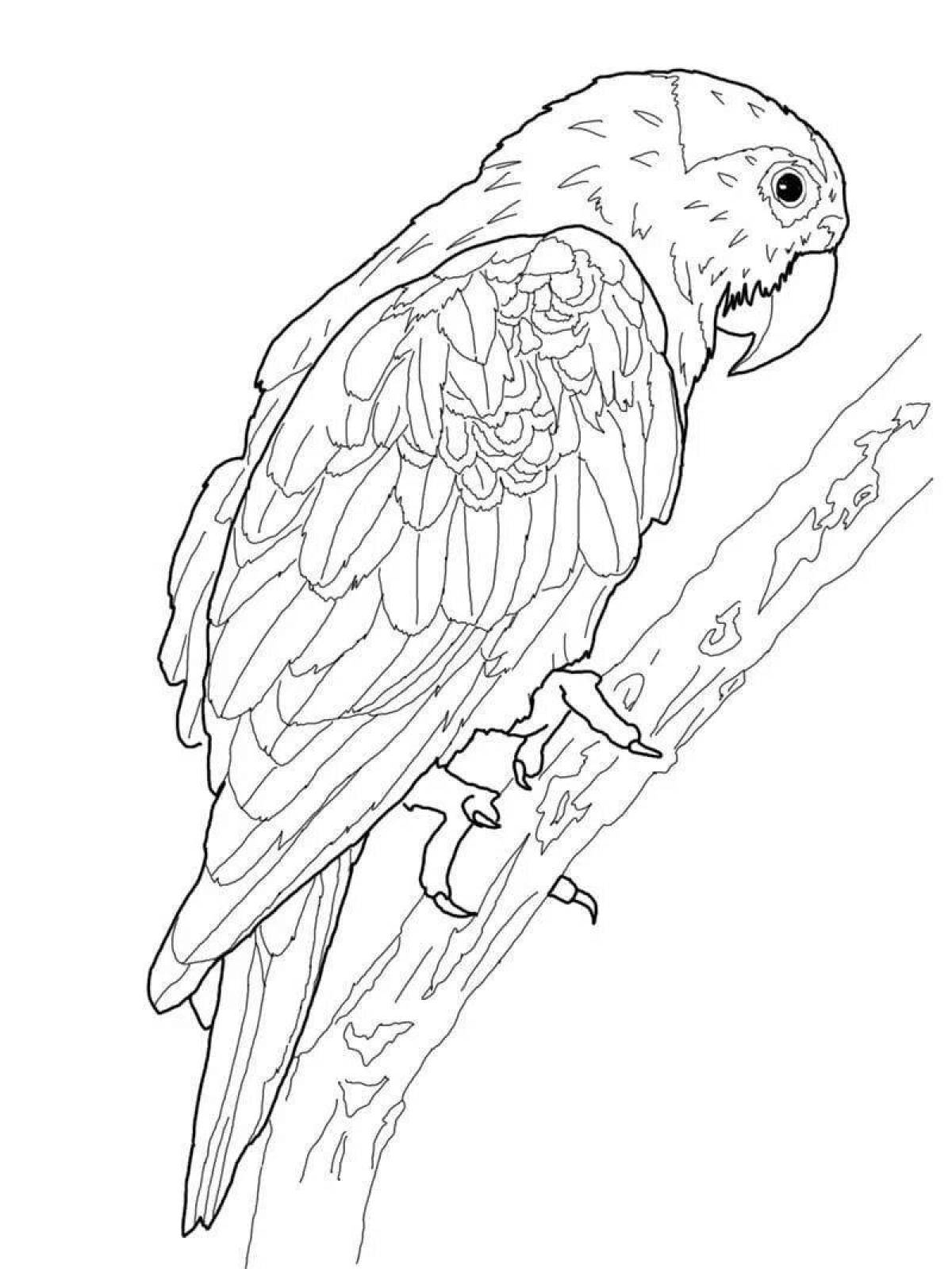 Coloring page graceful macaw parrot for kids