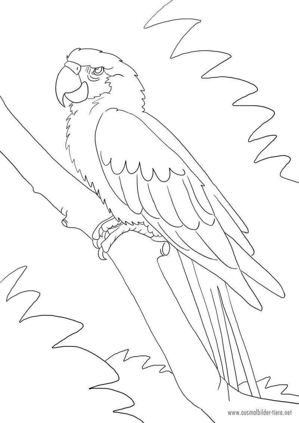 Stylish macaw parrot coloring book for kids