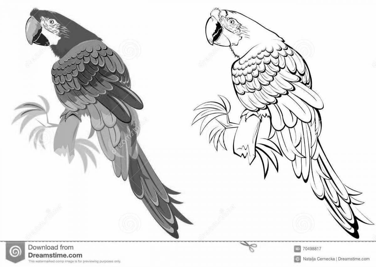 Раскраска попугай ара для детей