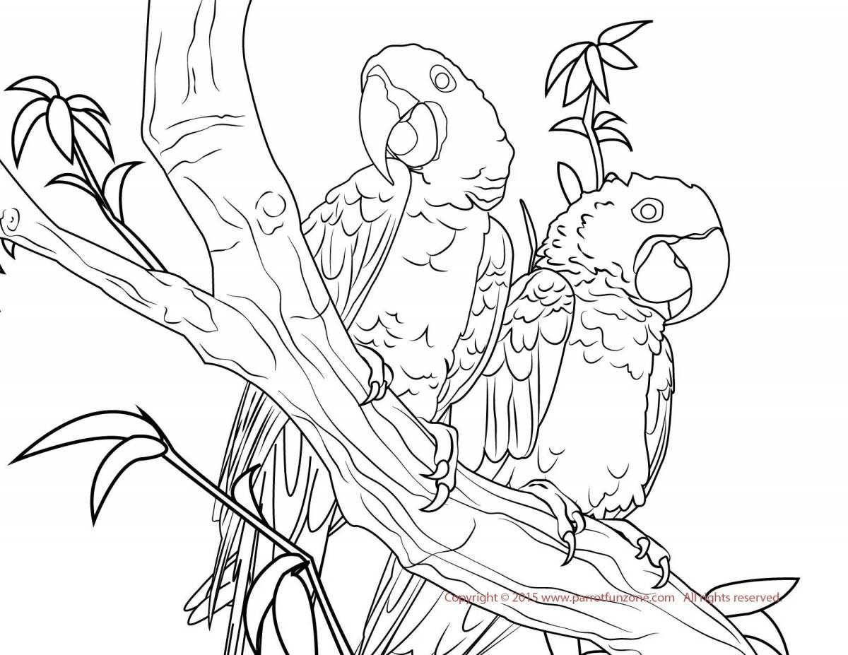 Attractive macaw coloring book for kids