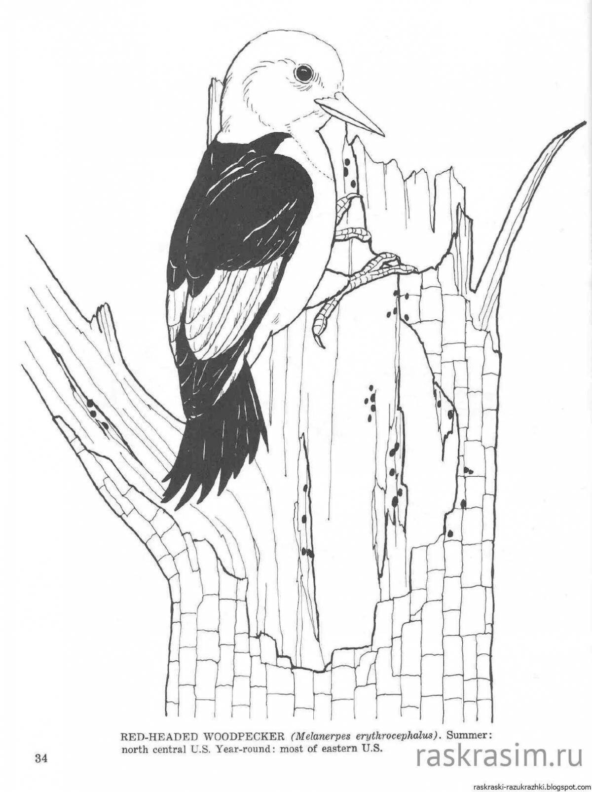 A fascinating woodpecker coloring book for children 6-7 years old