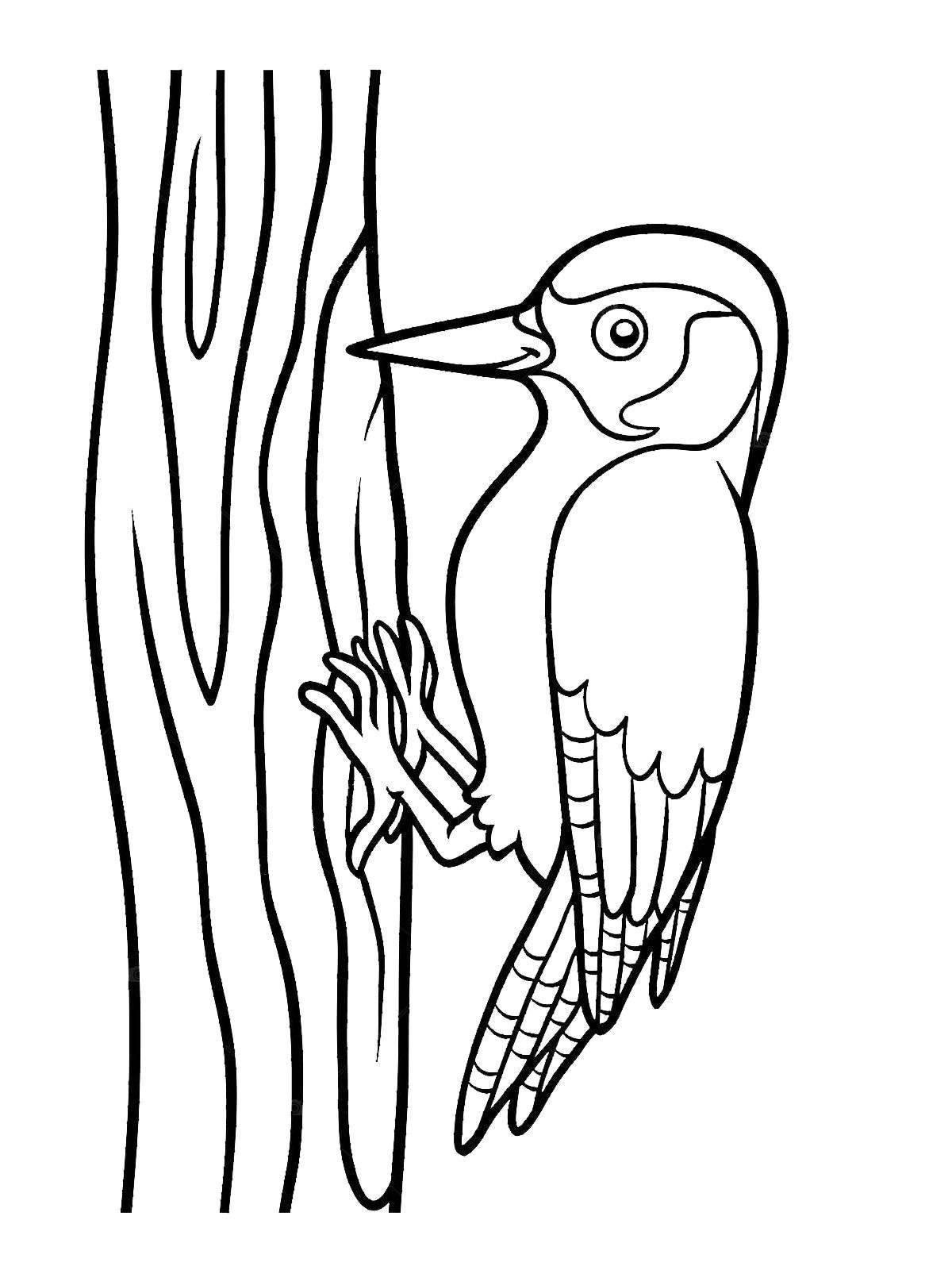 Coloring book cute woodpecker for children 6-7 years old