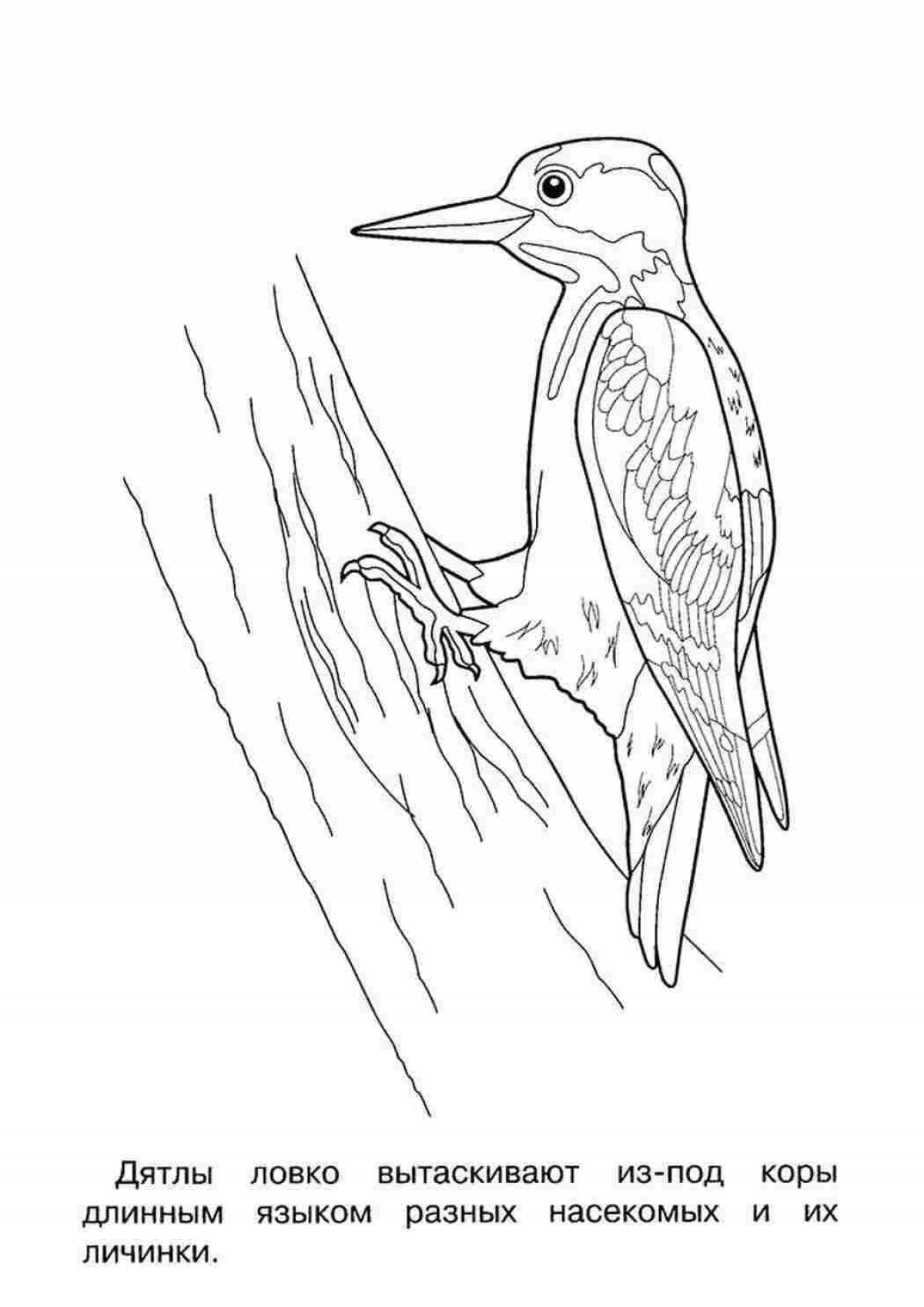 Attractive woodpecker coloring book for 6-7 year olds