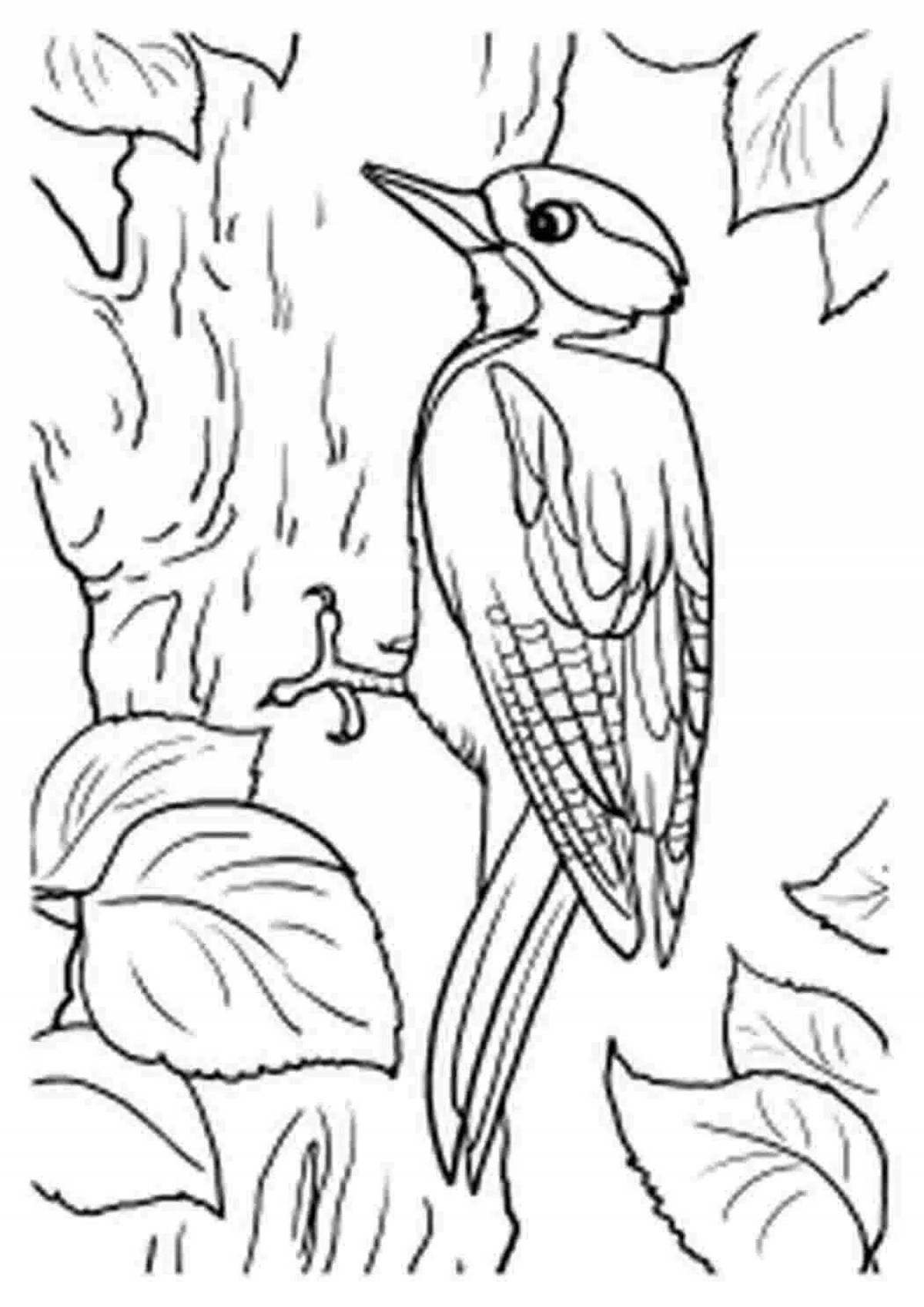 Coloring book fat woodpecker for children 6-7 years old