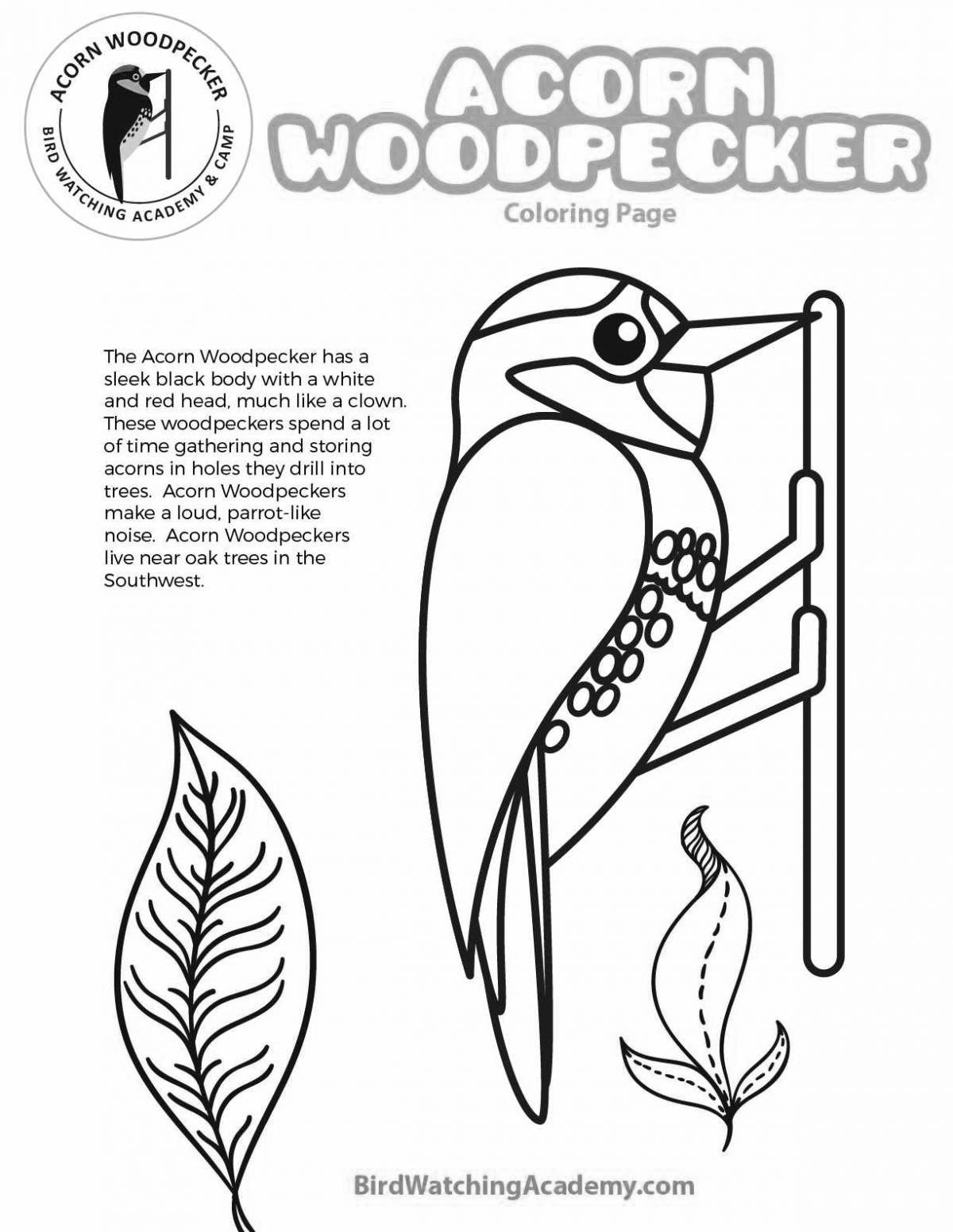 Radiant woodpecker coloring book for children 6-7 years old