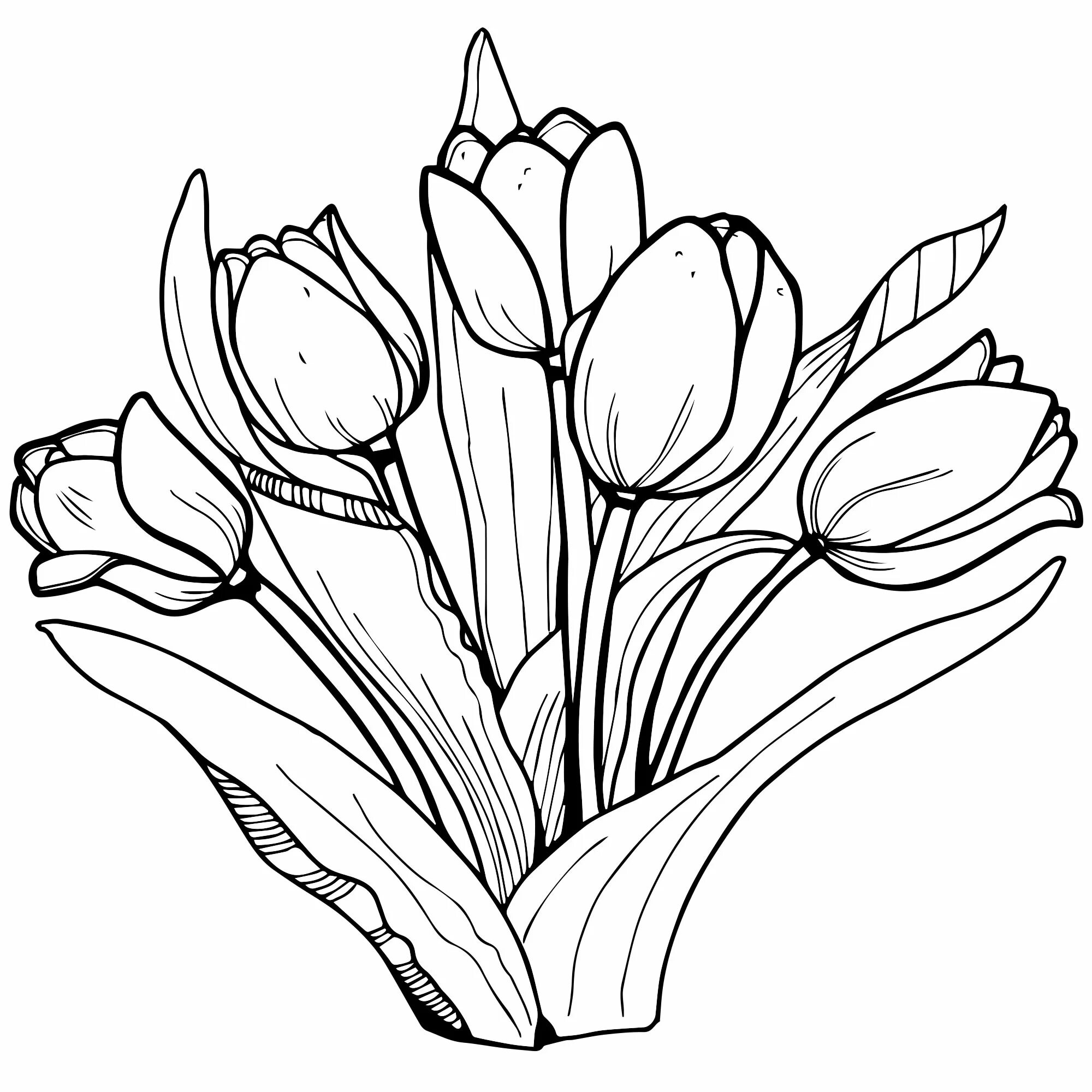Раскраска тюльпаны для детей 5-6 лет. Весенние цветы раскраска. Тюльпан шренка раскраска. Цветы. Весенние цветы раскраска.