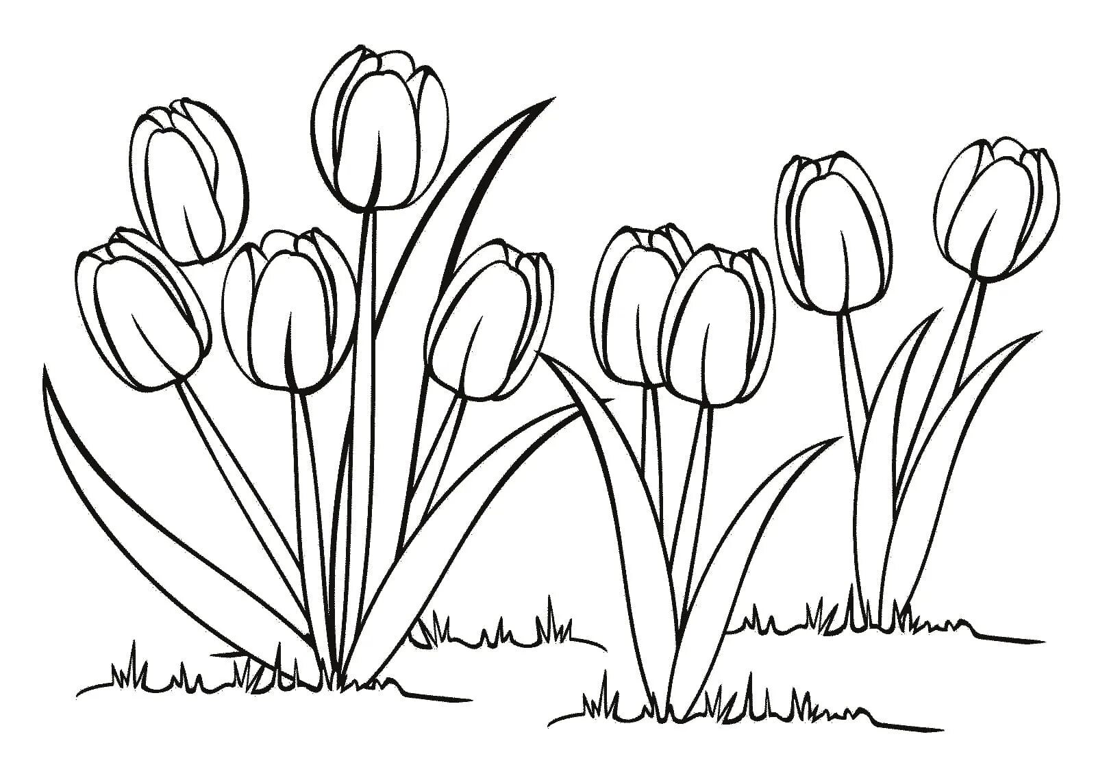 Раскраска сияющие тюльпаны для детей 5-6 лет