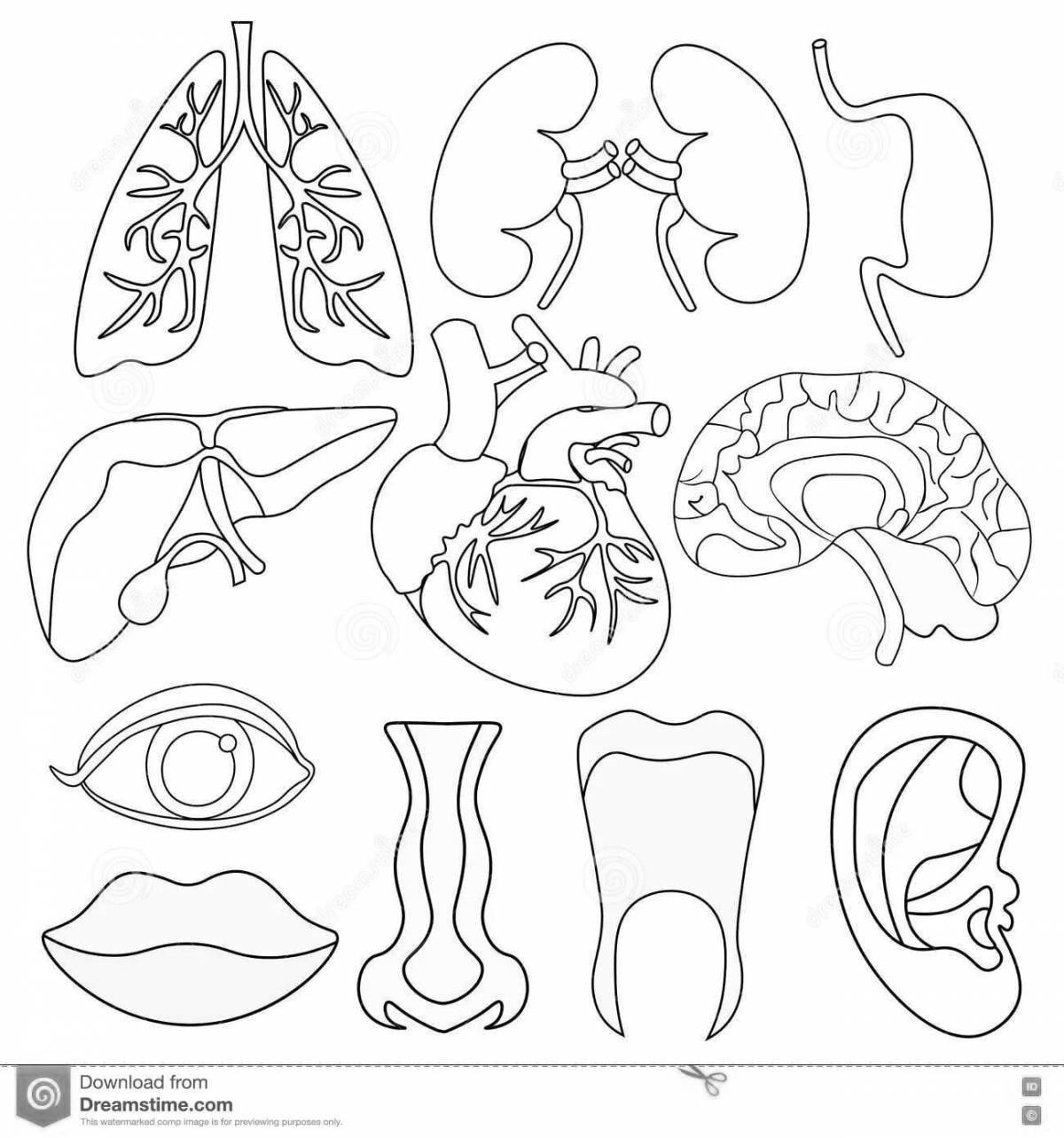 Очаровательная раскраска человеческого тела с внутренними органами для детей