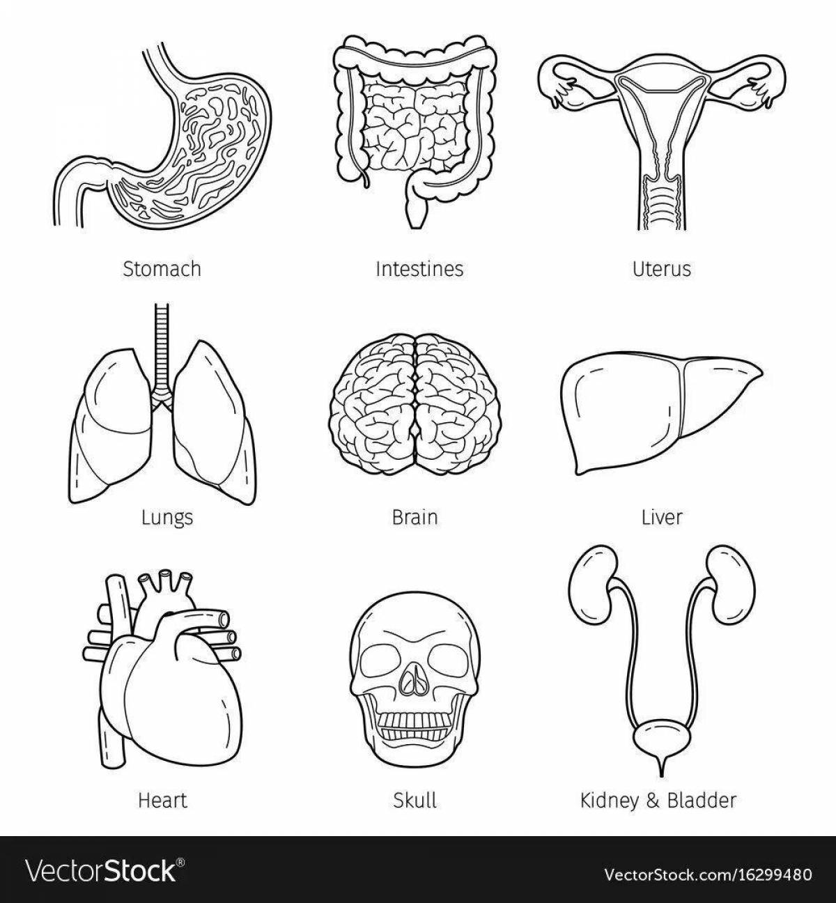 Stimulating coloring of the human body with internal organs for children