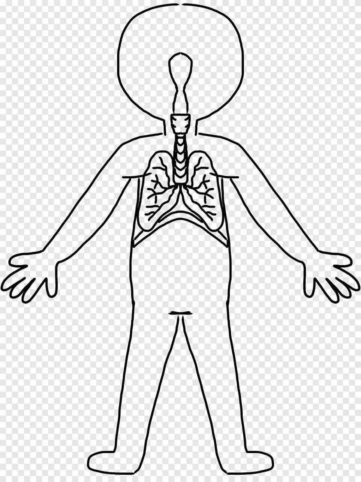 Красочная раскраска человеческое тело с внутренними органами для детей