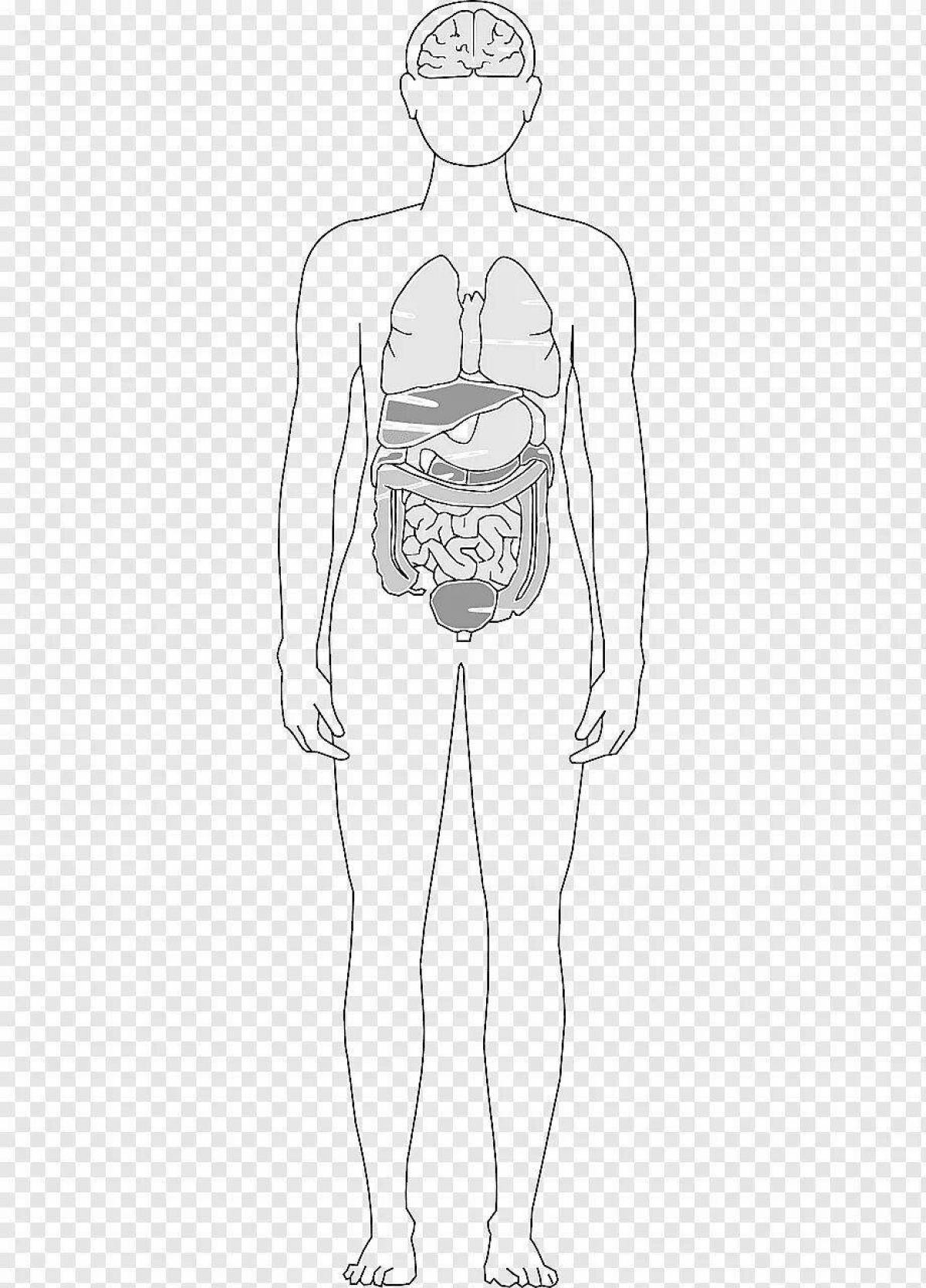 Тело человека с внутренними органами для детей #2