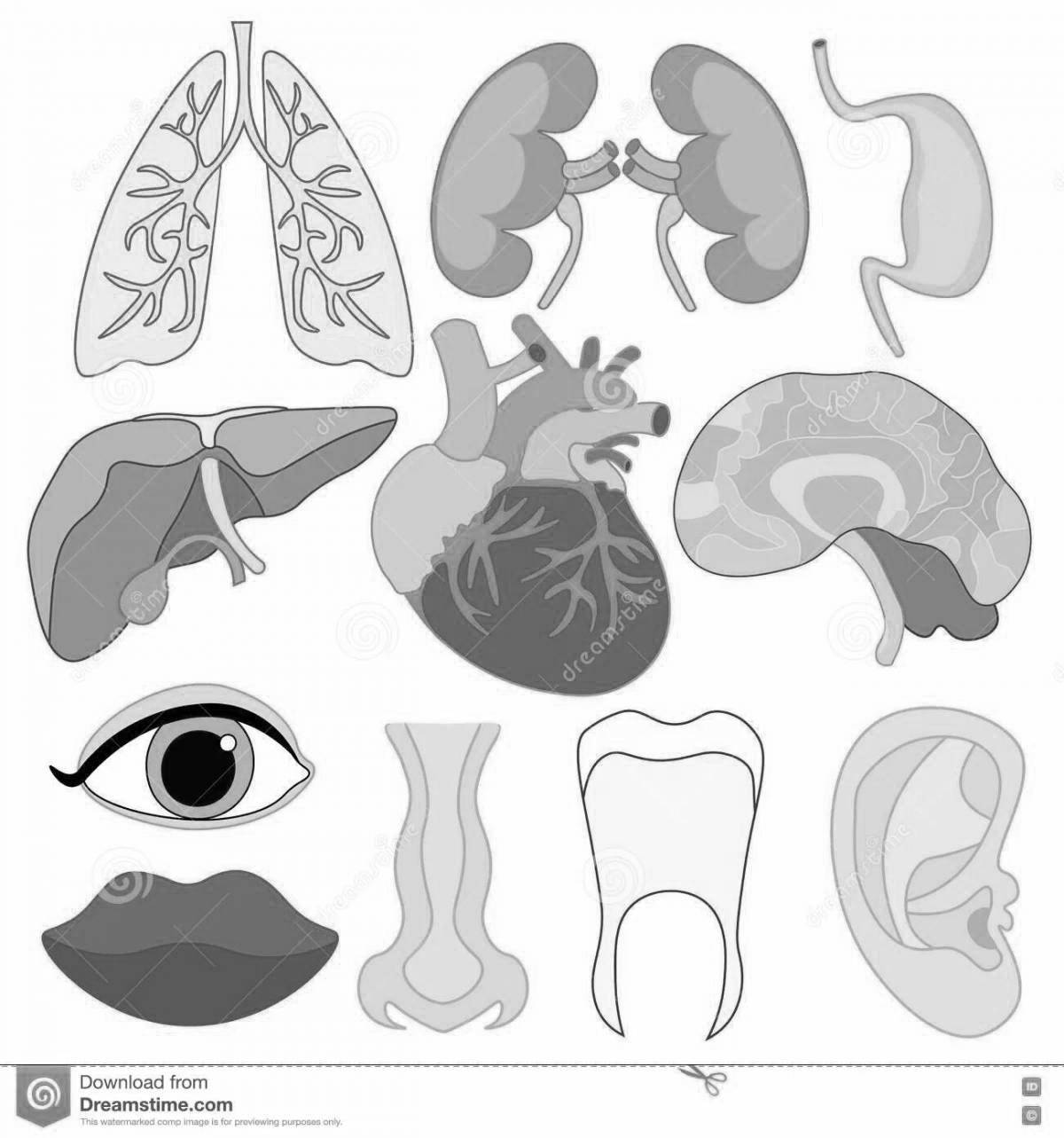 Human body with internal organs for children #3