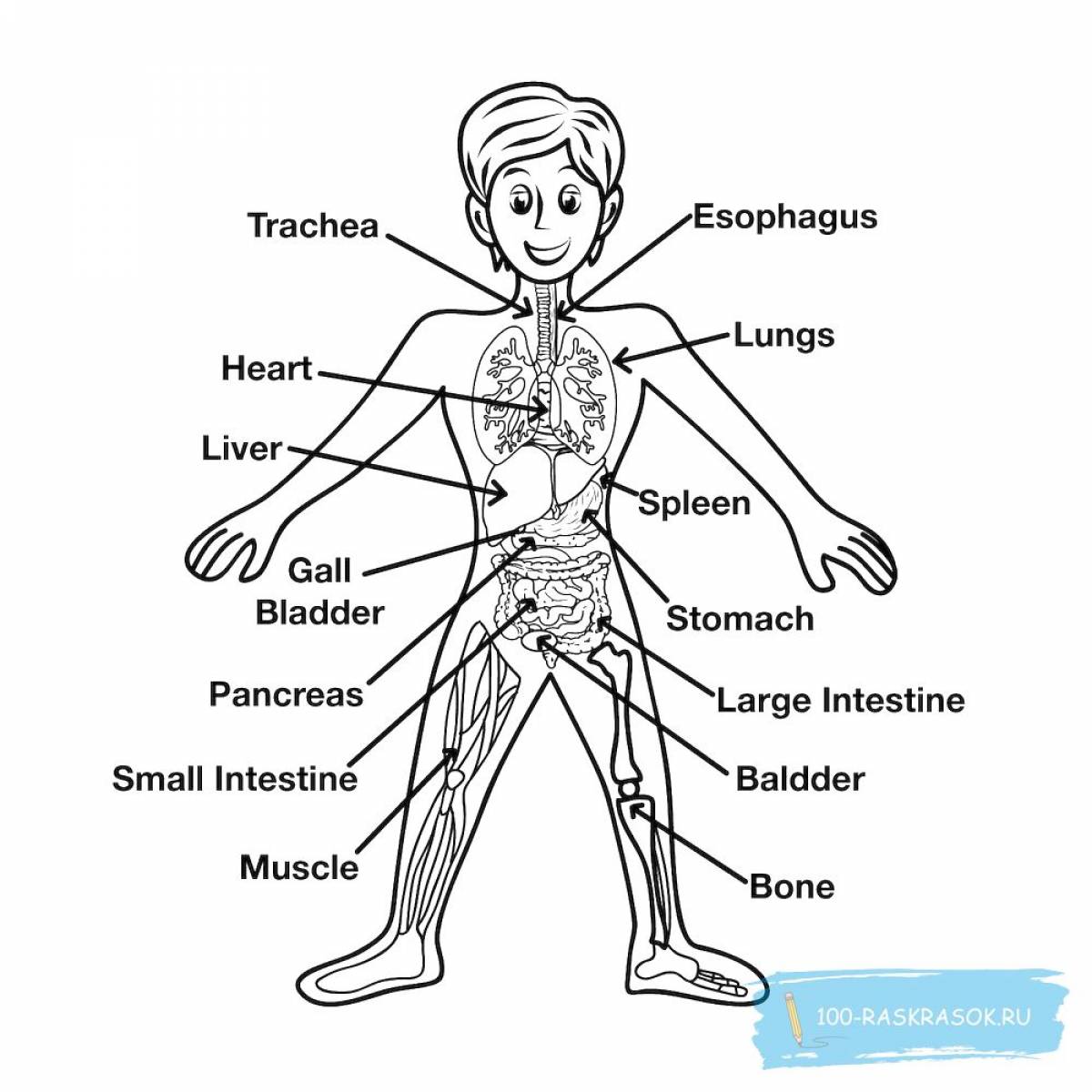 Тело человека с внутренними органами для детей #18