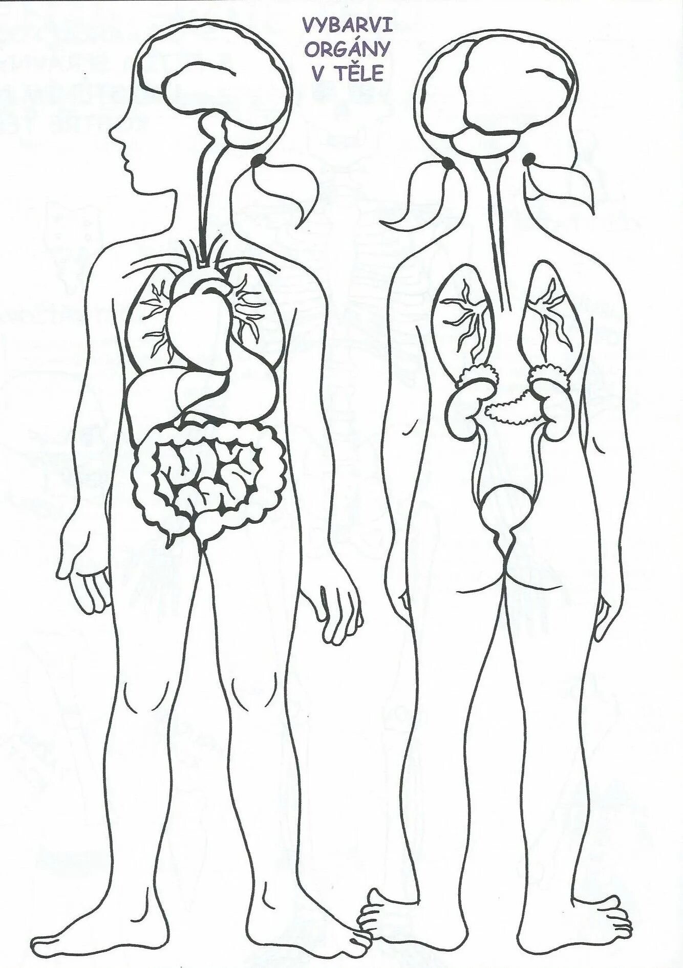 Тело человека с внутренними органами для детей #19