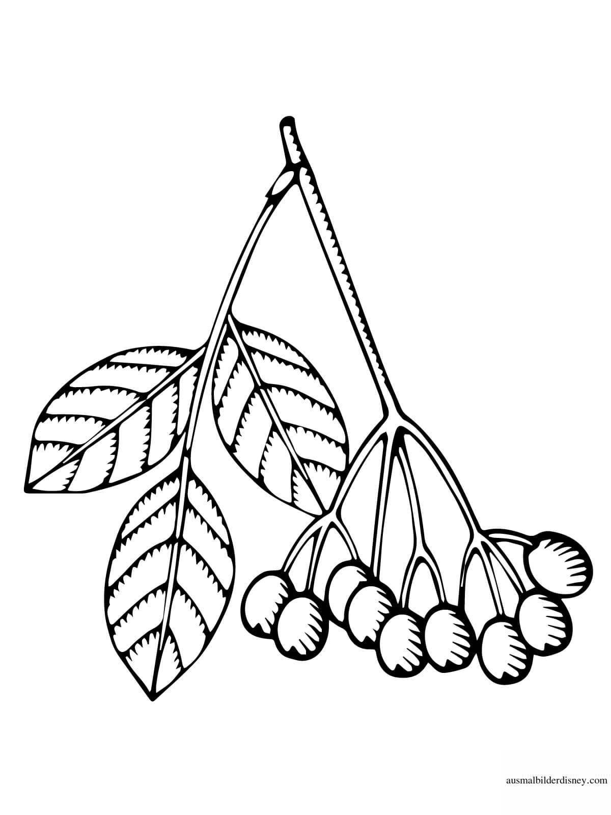 Coloring Page Rowan Branch for Toddlers