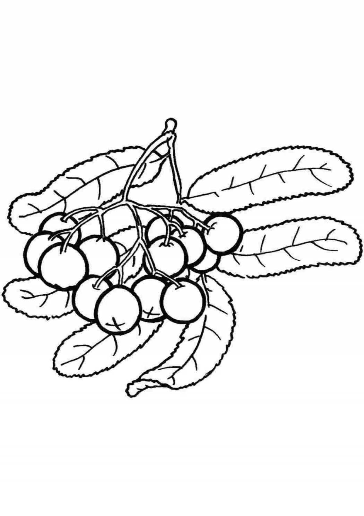 Joyful rowan twig coloring for children