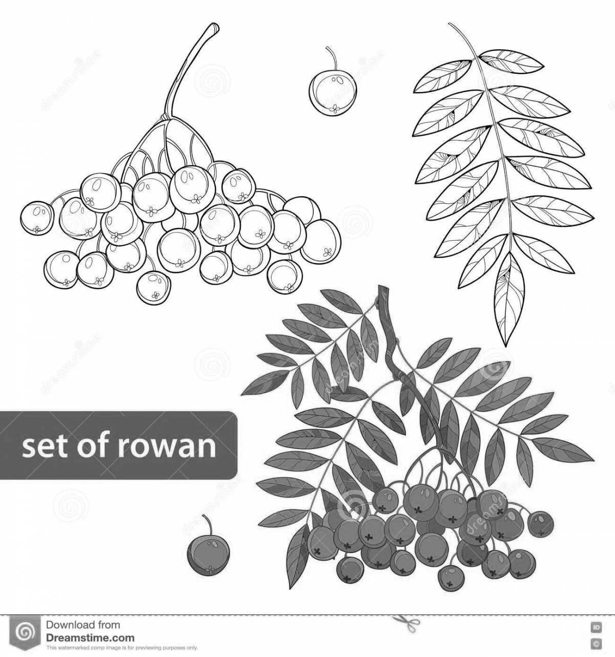 Bright twig of rowan coloring for children