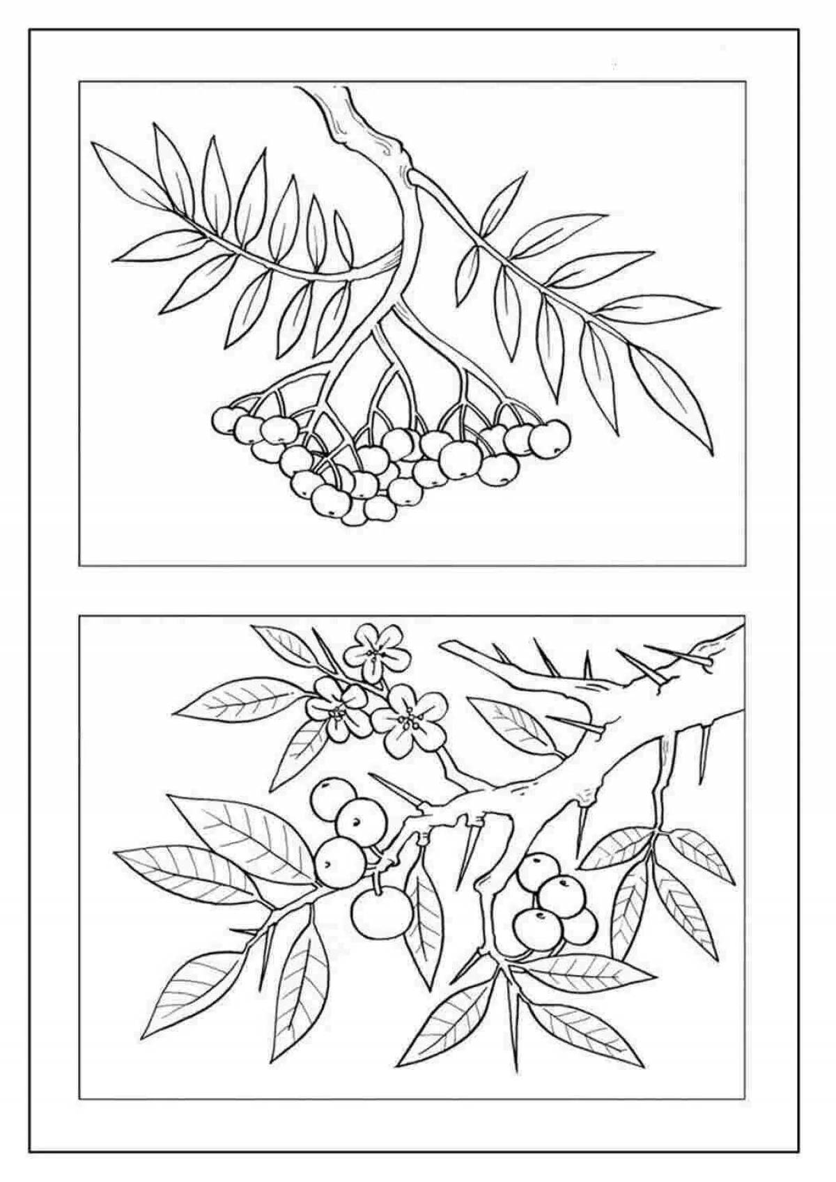 Coloring page rowan twig coloring page for kids