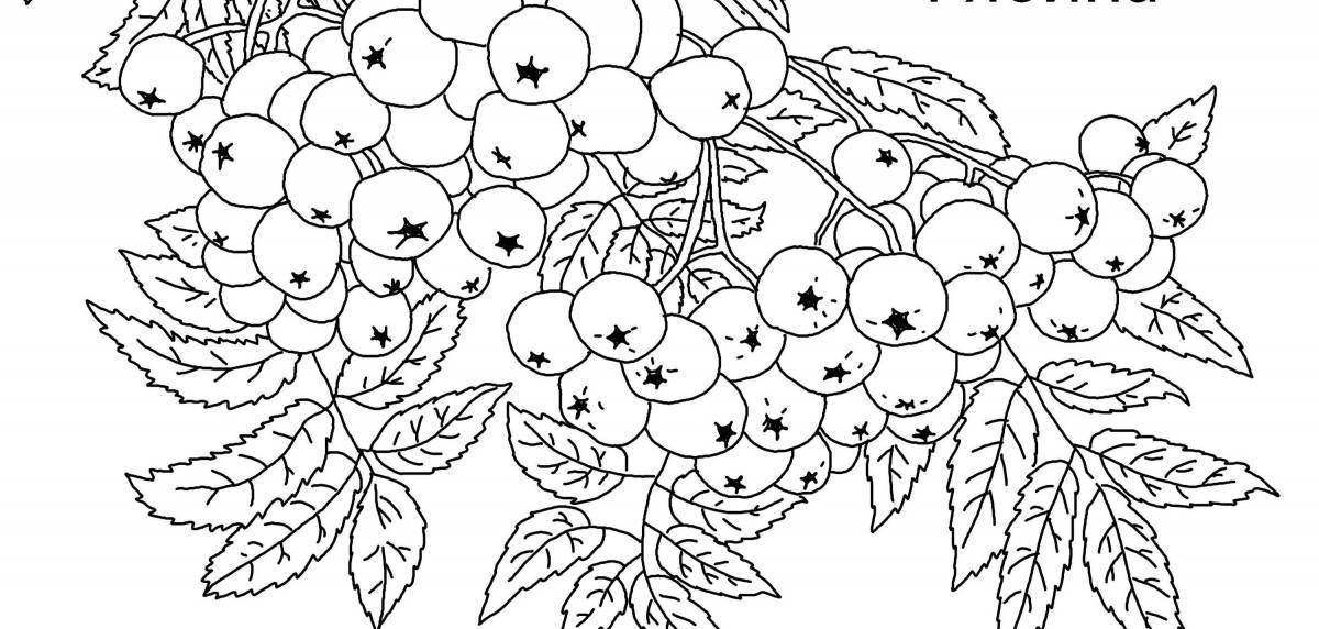 Bright rowan twig coloring for kids
