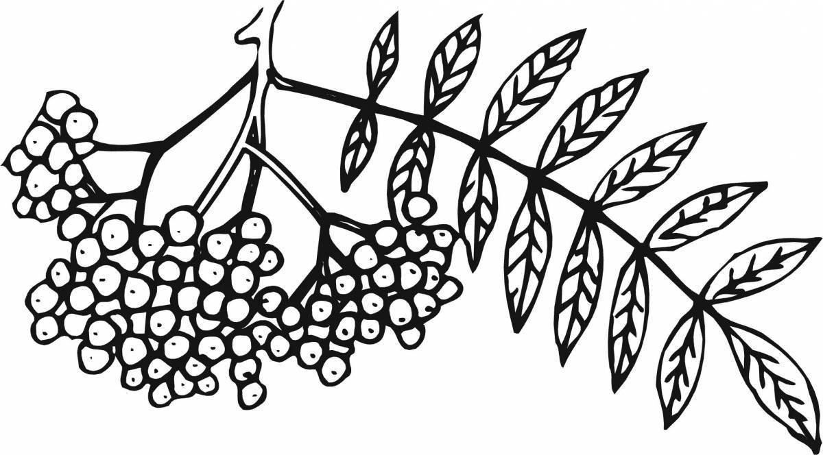 Colored rowan twig coloring for kids