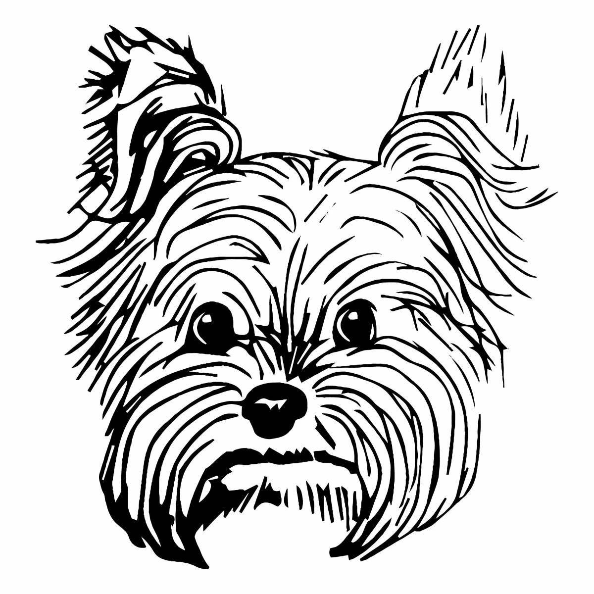 Colouring adorable yorkie