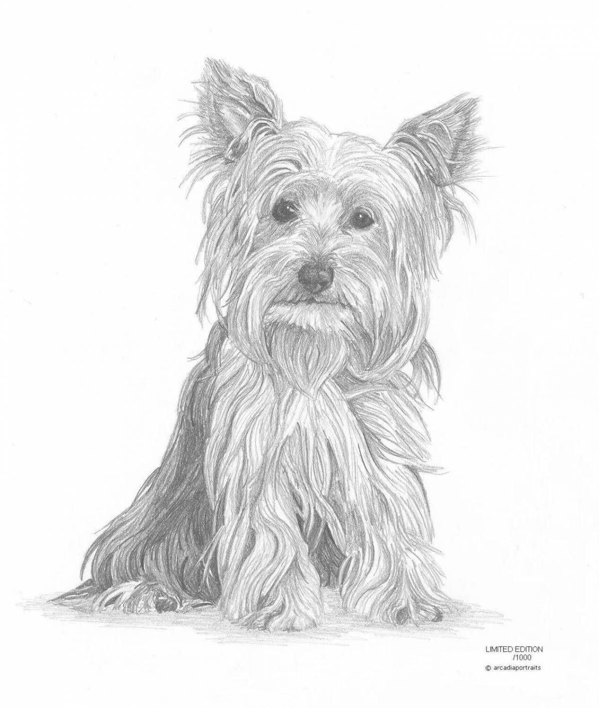 Colouring fluffy yorkie