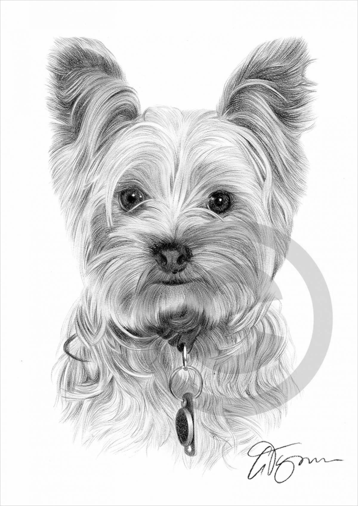 Tiny yorkie coloring page