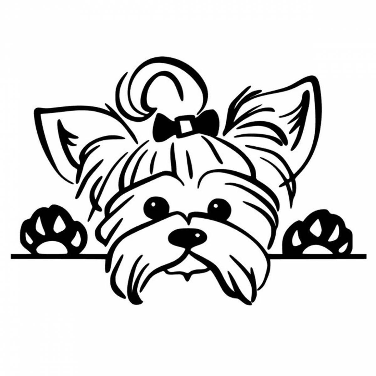Coloring live yorkie